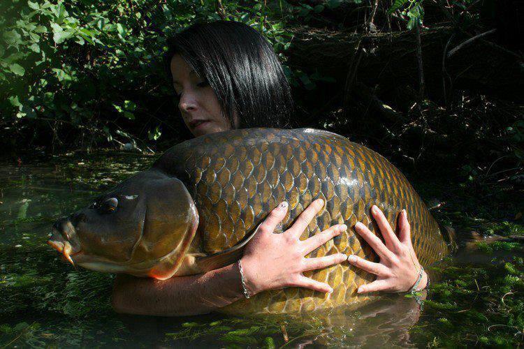 ::::::::- LIKE -:::::: - 1010943544345228934583182898502n.jpg